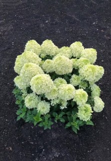 Hydrangea-Living-Summer-Breeze-04