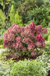 Hydrangea-Petite-Star-01