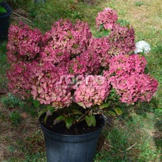 Hydrangea-Petite-Star-0