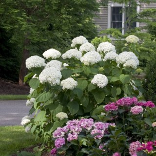 Hydrangea-arborescens-Strong-Annabelle-03