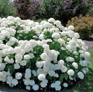 Hydrangea-arborescens-Strong-Annabelle-04