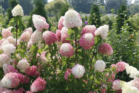 Hydrangea-paniculata-Strawberry-Blossom-01