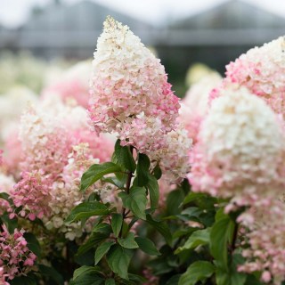 Hydrangea-paniculata-Strawberry-Blossom-03
