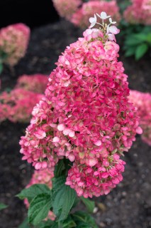 Hydrangea-paniculata-Strawberry-Blossom
