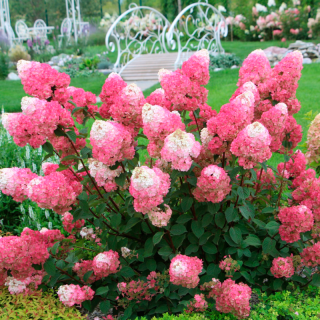 Hydrangea-paniculata-Strawberry-Blossom