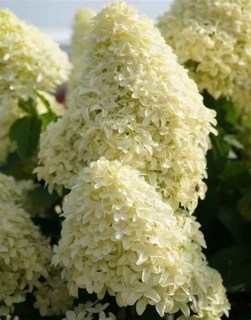 Hydrangea_Skyfall_03