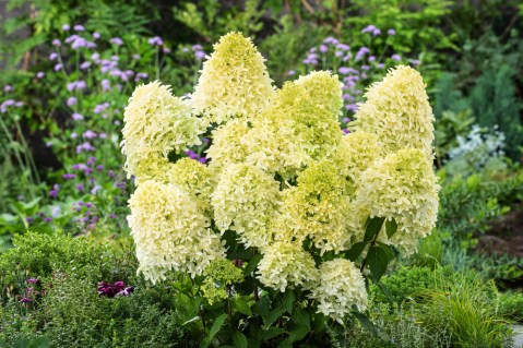 Hydrangea_Skyfall_04