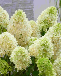 Hydrangea_Skyfall_05