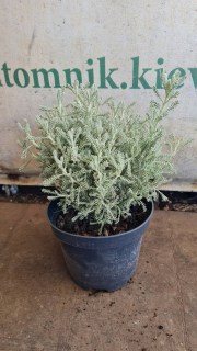 Реальне фото саджанців сантоліни контейнер 1,5л.