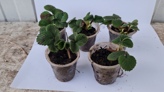 Реальні фото саджанців полуниці "Альбіон"