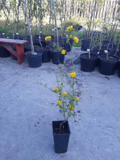 IMG-012141df71dc0e8f3072bdf04ab665be-V