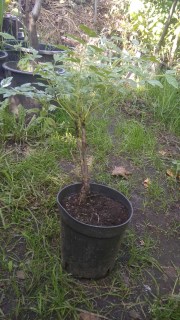 IMG-03d7adbc9d6c57df8dcb13d6fa50ad41-V96