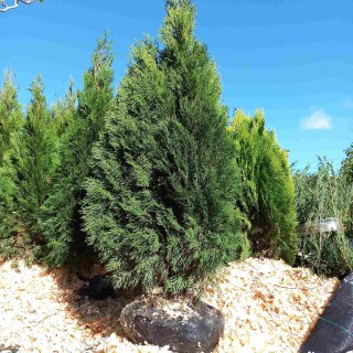 IMG-04267e005cbd579a677aa2bfb5cf7c87-V