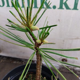 IMG-04b932b4f3076b45efbb6190eceeccf1-V