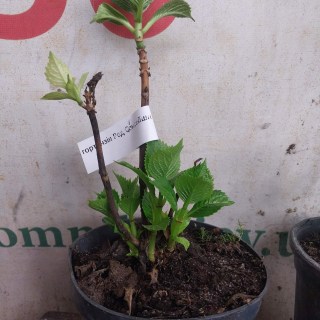 Реальне фото саджанця гортензії контейнер 1,5л