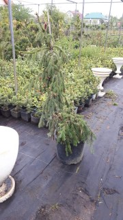 IMG-04ed81524bd0cfcbf1fcdf39de2c7764-V