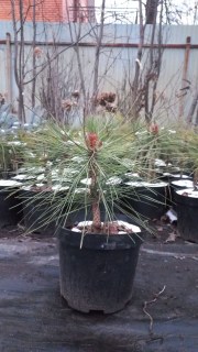 Реальні фото саджанця 25-40 см