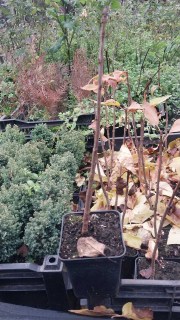 Реальне фото саджанців бузку Красуня, контейнер 0,5л