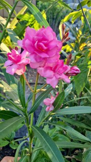 Реальне фото нашого саджанця Олеандра Double Pink Dwarf 