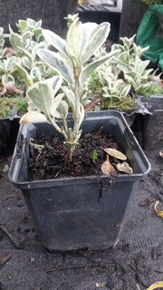 Реальні фото Альбомаргінатус у контейнері 0,5л