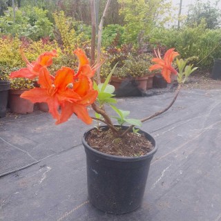 IMG-07ae47febd0cd322dd8cf33d6ef0c335-V74