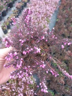 IMG-07e5620cf6cad5a52521d9793e10630f-V