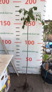 IMG-08ada853c82806c09529f3d83e3a5799-V24