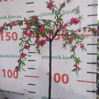 IMG-08f6b8ac26bedce1d3e4131e9b0d3900-V