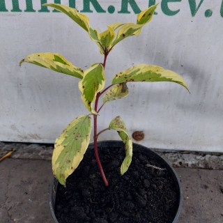 IMG-0a8f752b29d30d22b4e46eef8e00b904-V