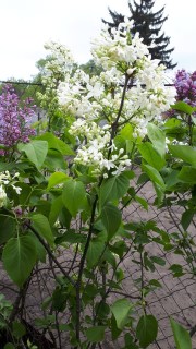 IMG-0b2682ad82d808237a303c78a1423bbc-V