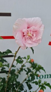 IMG-0c446744bd21b65acd53e4a85f6951c2-V