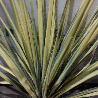 IMG-0cdfd8526665108c3ee8024a7e9df943-V