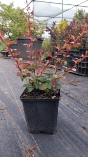 Барбарис Тунберга Арлекин (Harlequin) • саженцы в Украине