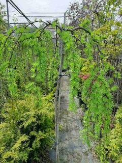 IMG-0d601316034142c2edfdc6199671648a-V