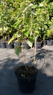 IMG-0d8016edd8418263b2d06d000bf42c76-V