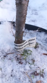 Реальне фото саджанця 3роки, контейнер 5л.