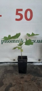 IMG-0ed8fef47614c64d4e310fd31f249a7b-V