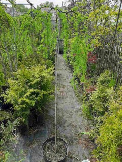 IMG-0f18fbb36d91655753ec91f77f396209-V