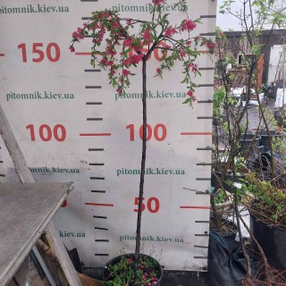 IMG-0f57e79072d94435d62378c83b139c64-V