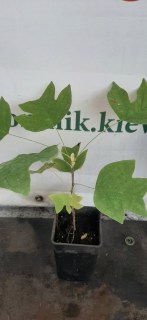 IMG-0f697185457cd755e8032c64a2ea4034-V