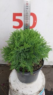 IMG-0f8f6b108c11d1170b4117abff28cccf-V