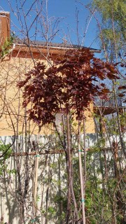 Реальні фото саджанців Клен Кримсон Сентрі