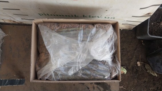 Реальне фото пакування верби енергетичної 100 шт. Коробка 350х200х250см