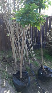 IMG-116a9dd2c0f0f85f4ad92303faba7f17-V