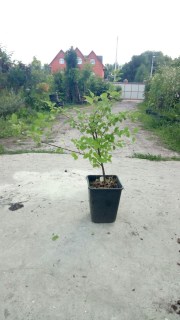 IMG-1446b7300ae3c4412c61a77fa25c1f72-V