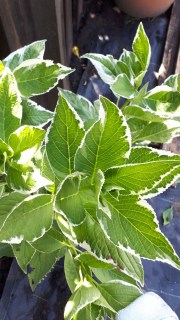 IMG-163849f61bd934e23a1eb7950065da06-V