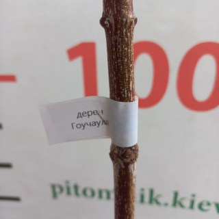 IMG-16aa7086e518aea141bec4df39ad7dcf-V