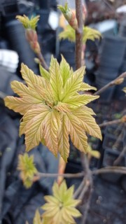 IMG-16ad71ae9a3edfb3dd9bb1de4a56c352-V