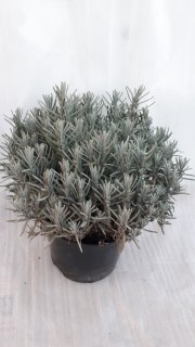 IMG-173f759c5206f1075e6b39c25976cfde-V