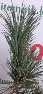 IMG-1800a235235e12e9fccc4367892b7efb-V